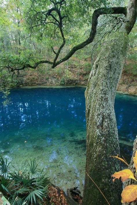 Leon Sinks Geological Area Florida Apalachicola National Forest