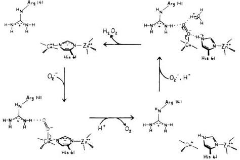 Figure From Cuznsod Copper Zinc Superoxide Dismutase Semantic Scholar