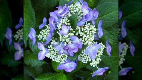 The Best Blue Hydrangea Varieties To Have In Your Garden