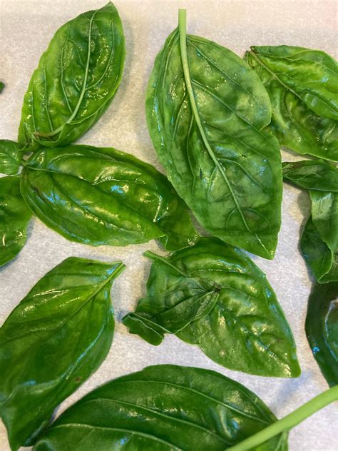 How To Freeze Fresh Basil Mossygoat Farm