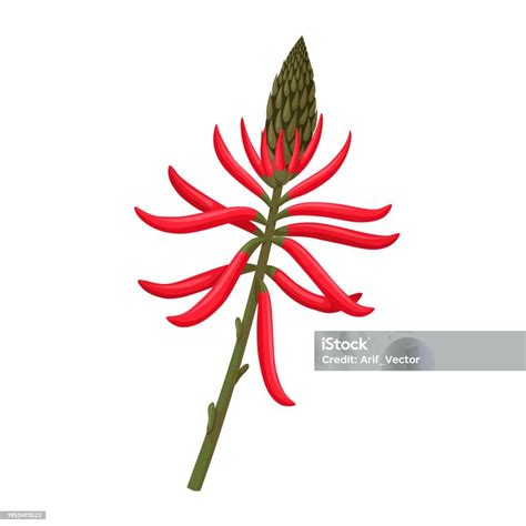 Erythrina Mulungu Stock Illustration Download Image Now Autumn