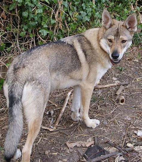 Top 7 Dog Breeds That Look Like Wolves Pethelpful