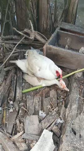 entog  ngewe youtube