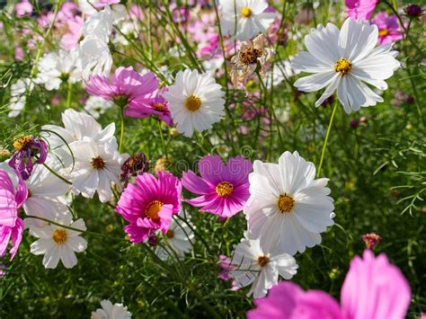 Um Campo Do Cosmos Cor De Rosa E Branco Floresce Imagem De Stock