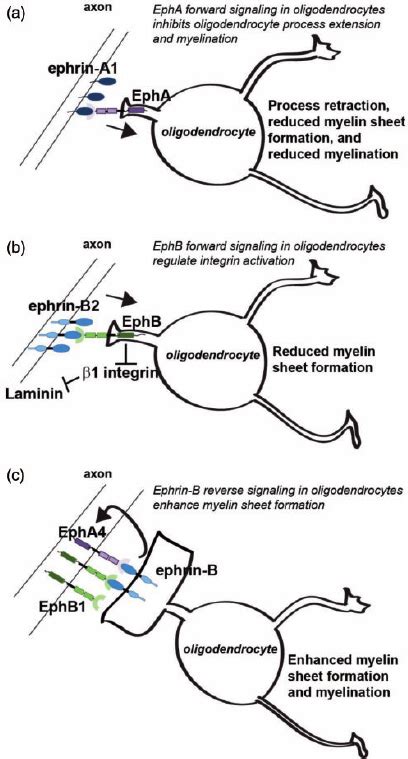 Working Model Opposing Signals From Ephs And Ephrins Regulate Axo Glia