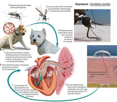 31 best Heartworm Disease images on Pinterest | Pet health, Pet care ...