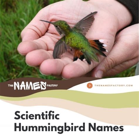 290+ Hummingbird Names Ideas [Creative, Funny & More]