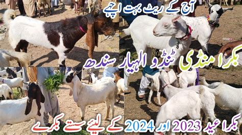 Bakra Mandi Tando Allahyar Latest Update Today Bakra Eid 2023