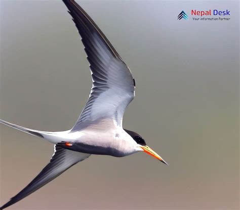 Black Bellied Tern Nepal Desk