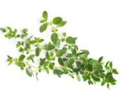 Buy Les Jardins Du Petit Depot Oregano 25g Le Petit Depot