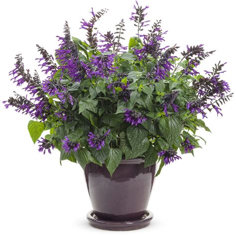 ROCKIN'® Deep Purple Salvias - Garden Crossings