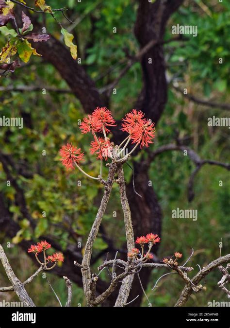 A Vertical Closeup Of A Erythrina Abyssinica Flower Plant Shrub In A