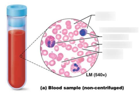 Bsc Lab Exam Blood Diagram Diagram Quizlet