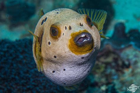 Pufferfish Wallpapers - Top Free Pufferfish Backgrounds - WallpaperAccess