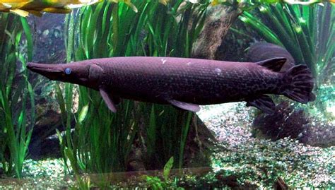 Alligator Gar – "OCEAN TREASURES" Memorial Library