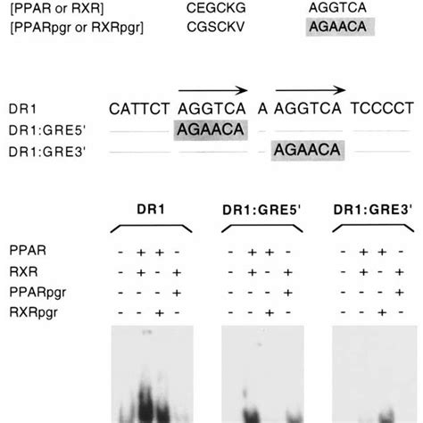 Binding Polarity Of Ppar Rxr Heterodimers A Schematic Representation Download Scientific