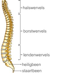 Biologie Begrippen Thema 4 Stevigheid En Beweging Quizlet