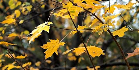 Autumn Leaves Rustling In The Wind 6, Stock Footage | VideoHive