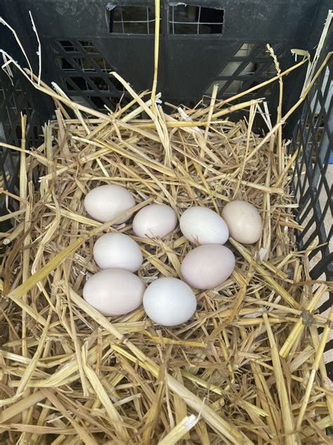 X Mixed Hatching Eggs Usa Silkie Naked Showgirl Polish Bantam