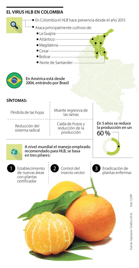 Conozca Cuáles Son Los Riesgos Que Tiene El Virus Hlb En Los Cítricos