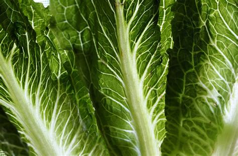 Officials Identify A Source In The Romaine Lettuce E Coli Outbreak