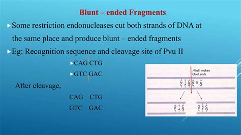 Restriction Endonuclease Ppt