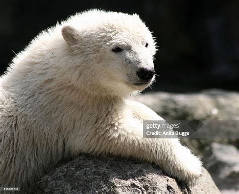 Polar Bear Knut during Polar Bear Knut Turns 6 Months Old at the Zoo ...