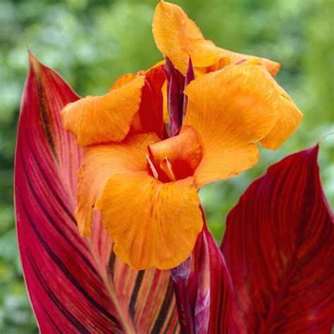 6 Count Canna Lily Bulbs in the Plant Bulbs department at Lowes.com