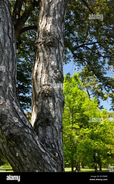 Detail Pine Tree Hi Res Stock Photography And Images Alamy