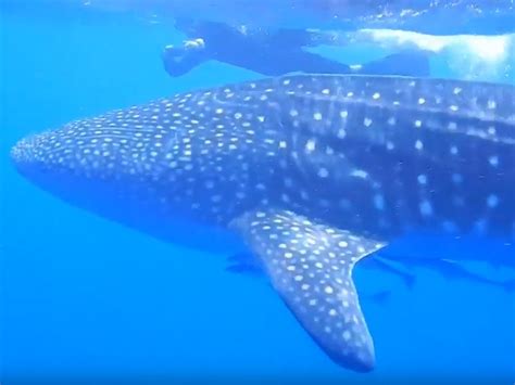 Great Barrier Reef whale shark encounter