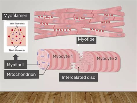 Mechanism of cardiac contraction dr vaibhav yawalkar | PPT