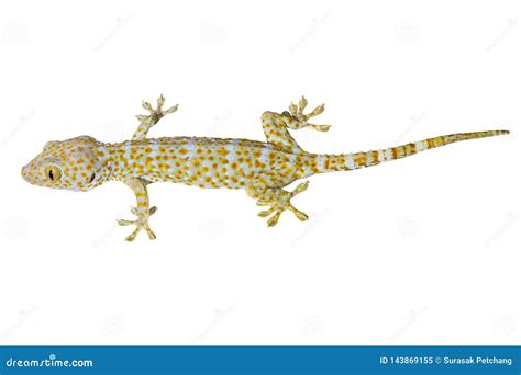 Healthy Thailand Tokay Gecko Isolated On White Background Stock Image