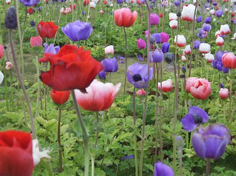 Poppy Flower Field Free Stock Photo - Public Domain Pictures
