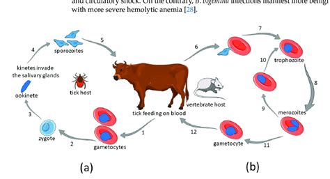 The Life Cycle Of Babesia Spp A Sexual Cycle In The Definitive Tick