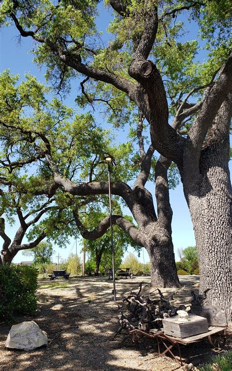 J Dusi Wines Winery And Tasting Room Towering Oaks Barbara