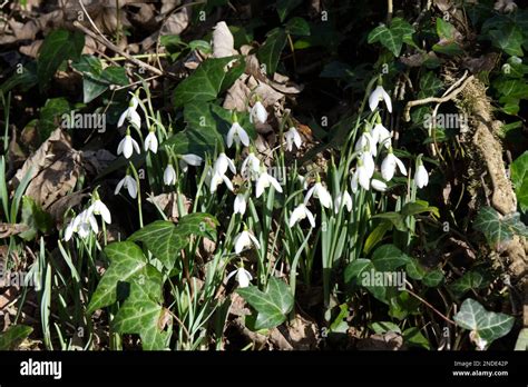 Winter Flowering Snowdrops Galanthus Nivalis Growing Amongst Common