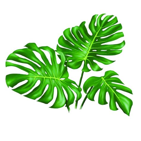 Premium Vector Leaf Monstera Set Vector Illustration On White Background