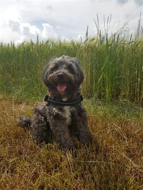 Mira Trauer Um Hunde Verstehen Und Bew Ltigen Lebewohl Fellnase