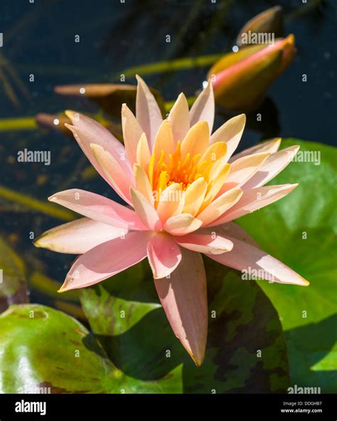 Orange lotus flower in a pond Stock Photo - Alamy