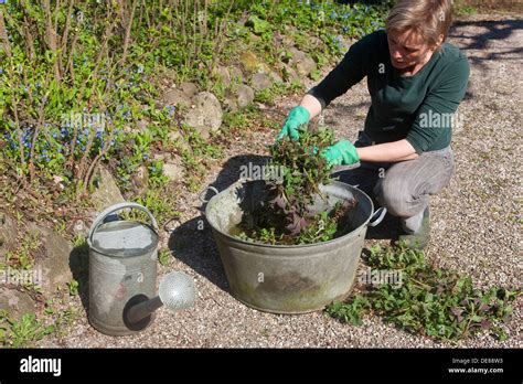 stinging nettle, biological biopest control, organic fertiliser ...