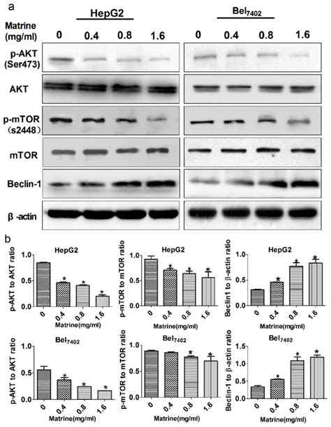 Ijms Free Full Text Blocking Autophagic Flux Enhances Matrine