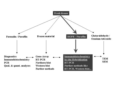 Histology Flow Chart