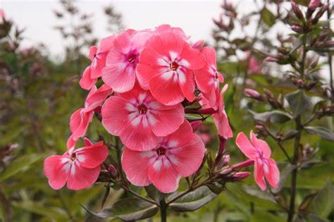 Phlox Paniculata Eva Foerster Stauden Haid