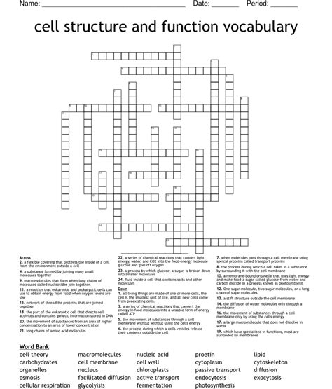 Cell Structure And Function Vocabulary Crossword Wordmint