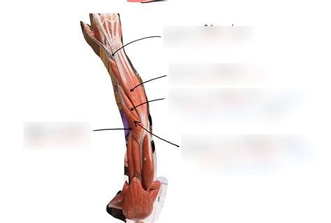 Extensor Muscles Of The Arm Diagram Quizlet Hot Sex Picture