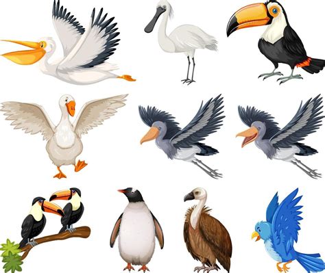 Diferentes Tipos De Colecci N De Aves Vector En Vecteezy