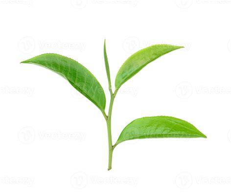 Green Tea Leaf Isolated On White Background Stock Photo At Vecteezy