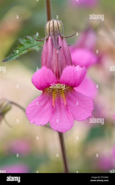 Rehmannia Elata Chinese Foxglove Flowers Stock Photo Alamy