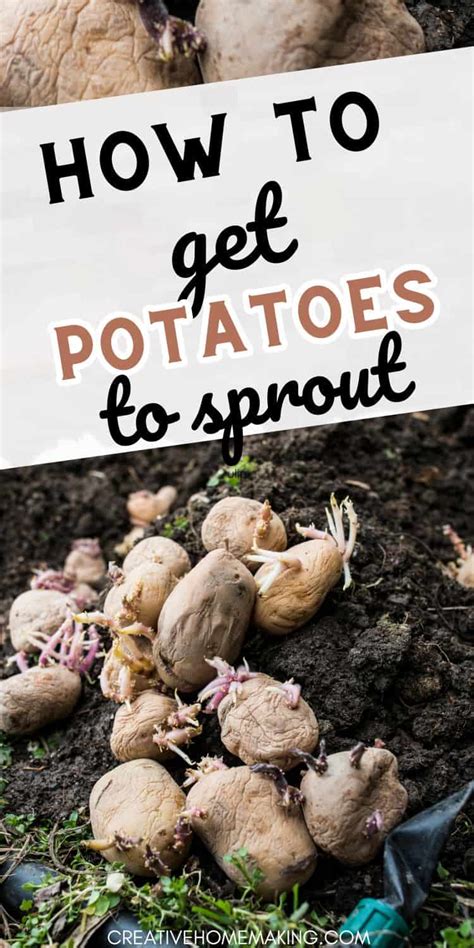 How to Get Potatoes to Sprout: A Beginner's Guide - Creative Homemaking