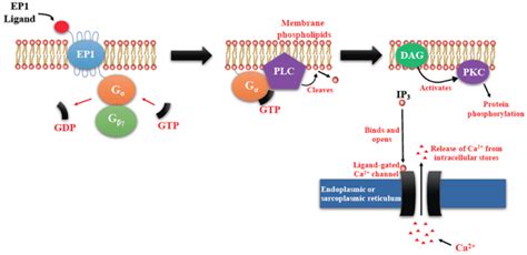 Prostaglandin E Receptors EP1 Mediated Signaling Events EP1 Couples